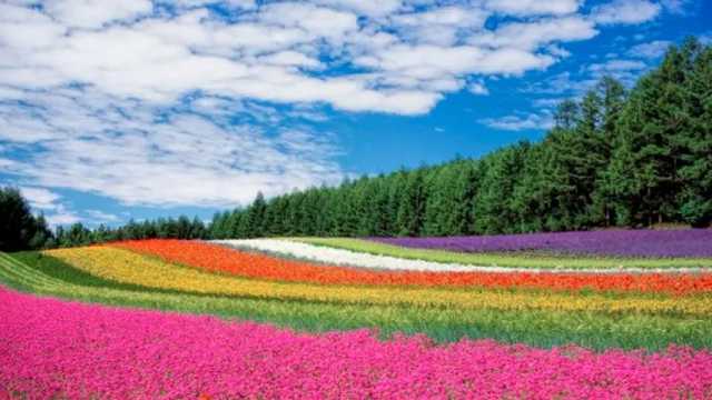 La tierra es insultada y ofrece sus flores como respuesta. (Foto: Pixabay)